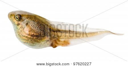Tadpole Of Frog Close Up Isolated On White