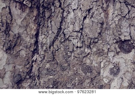 Close up of a cortex tree