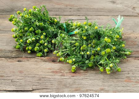 Medicinal Herb Pineappleweed (matricaria Discoidea)