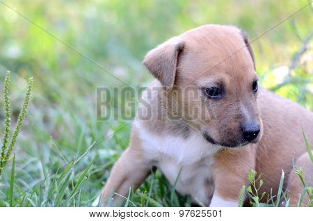 Picture of a Cute amstaff puppy. One month old.