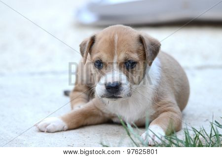 Picture of a Cute amstaff puppy. One month old.