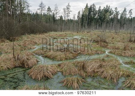 Grass Overgrown