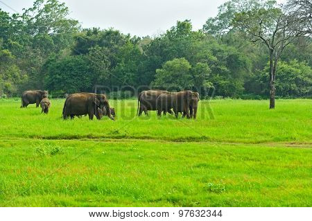 Indian Elephants
