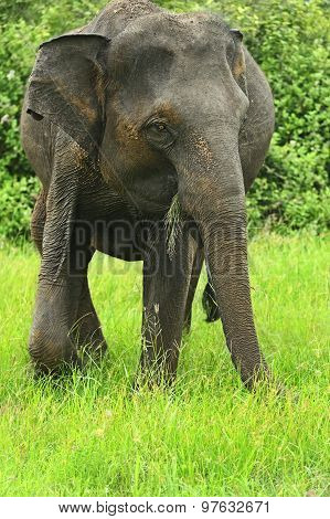 Indian Elephants