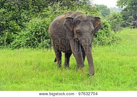 Indian Elephants