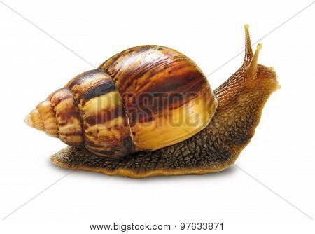 Snail Isolated On White