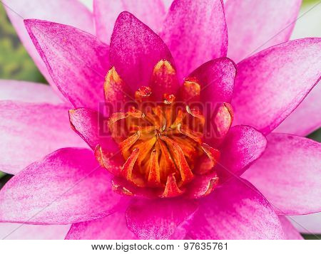 Lotus