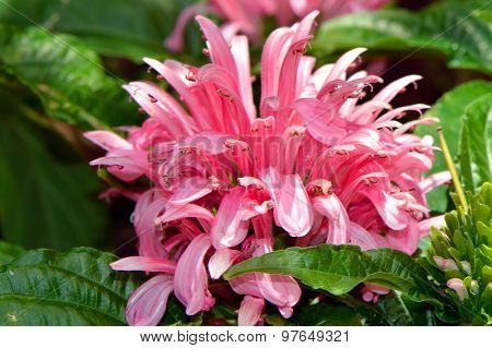 Brazilian plume Latin name carnea jacobinia