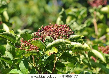 Elderberry on branch