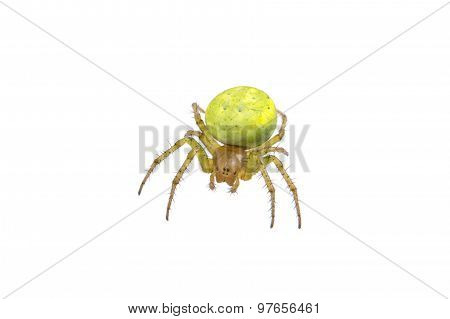 Green Spider On A White Background