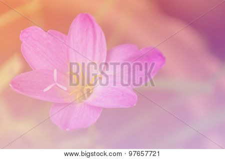 Closeup Zephyranthes (amarylieaceae) Rain Lily Beautiful Blooming In Garden Thailand, Soft Focus