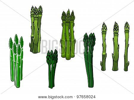 Green asparagus veggies with fleshy spears