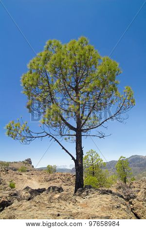 Inland Gran Canaria