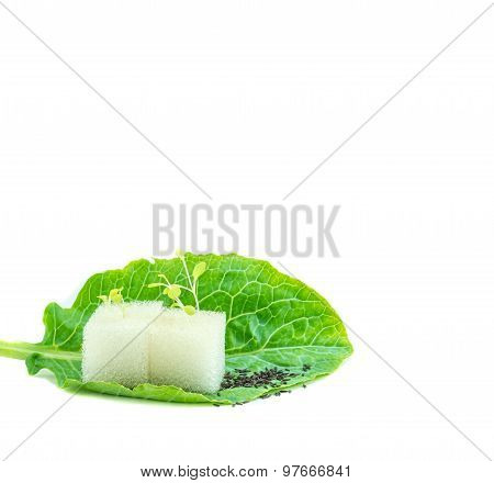 Chinese Broccoli On White Background