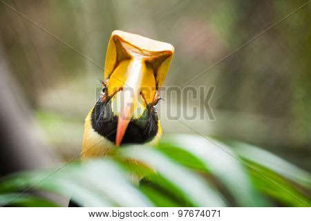 Great Hornbill (buceros Bicornis), Also Known As The Great Indian Hornbill Or Great Pied Hornbill. W