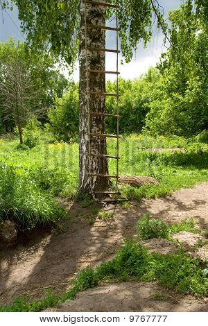 Ladder On A Birch Tree