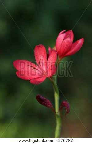 Major3 เข็ม Schizostylis