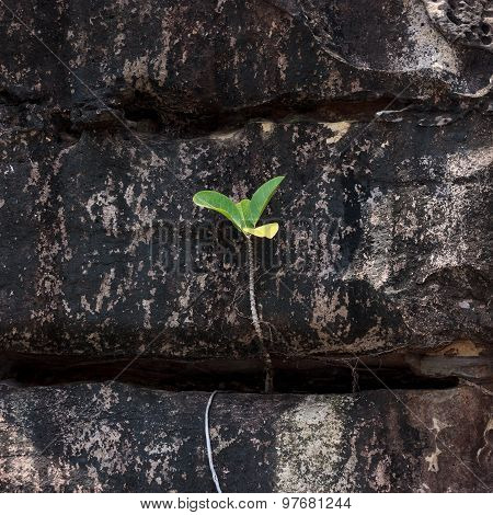 Sprout Of Troical Tree Groing In The Rock