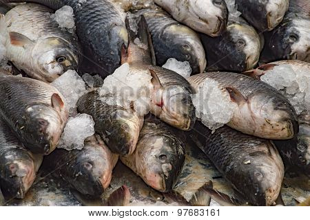 Rohu Fish Preserved With Ice
