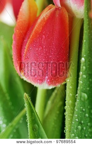 Tulip And Many  Leaves