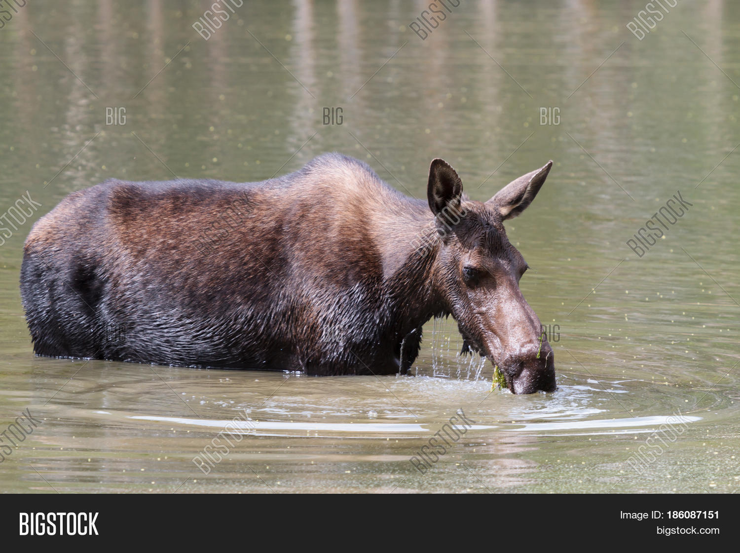 Shiras Moose Colorado Image & Photo (Free Trial) | Bigstock