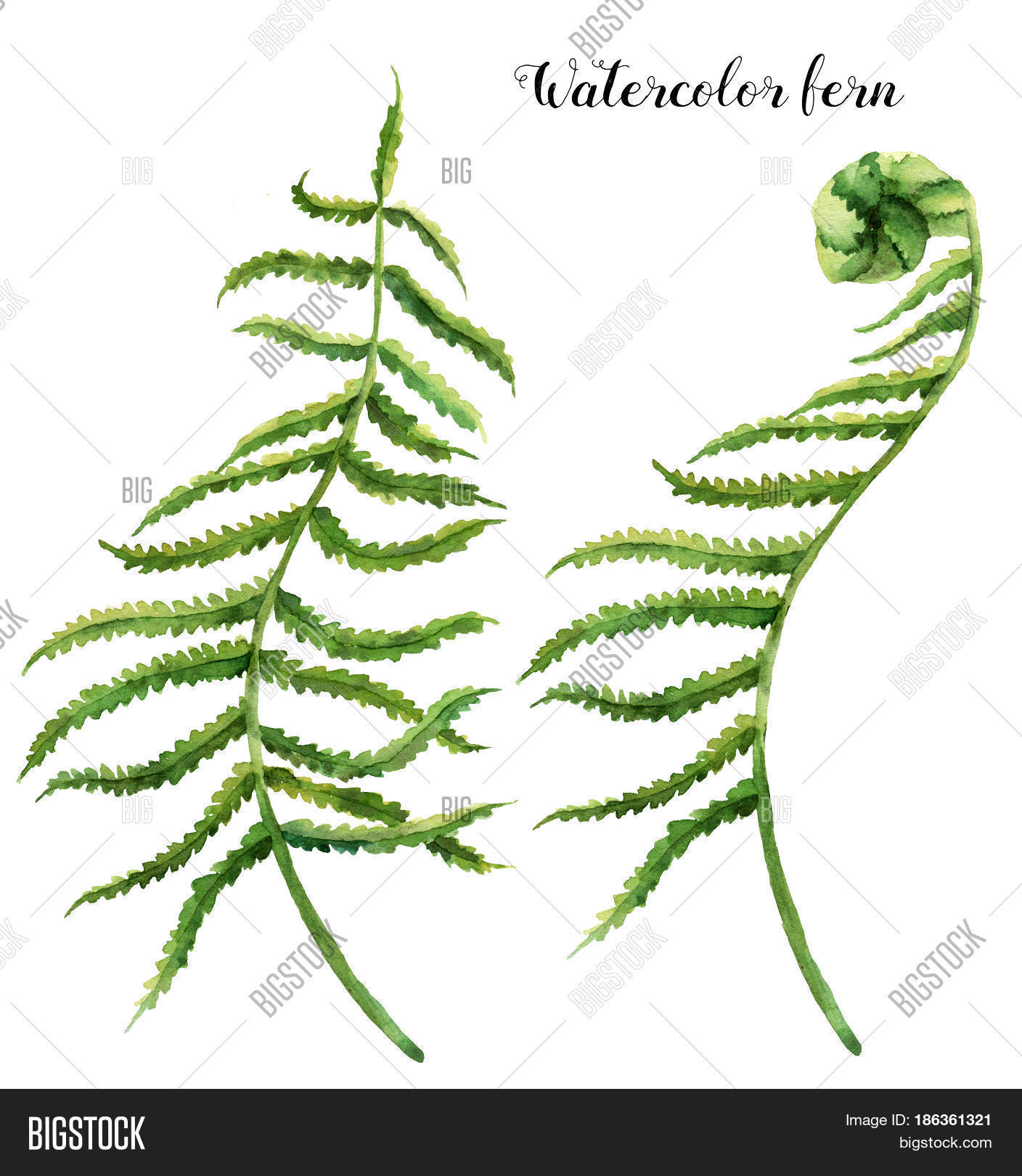 Watercolor Set Fern Image &amp; Photo (Free Trial) | Bigstock