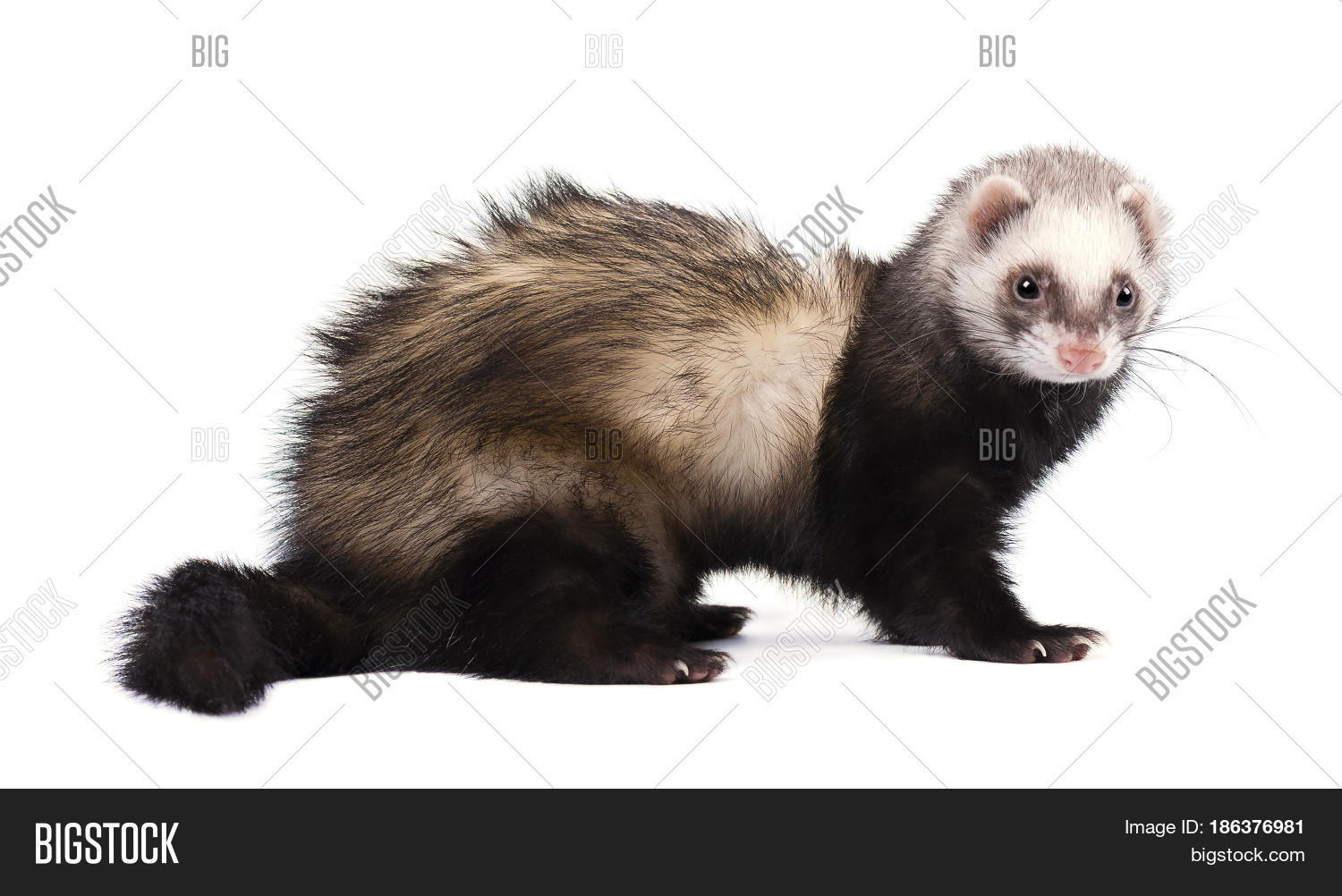 Grey Ferret Full Image & Photo (Free Trial) Bigstock