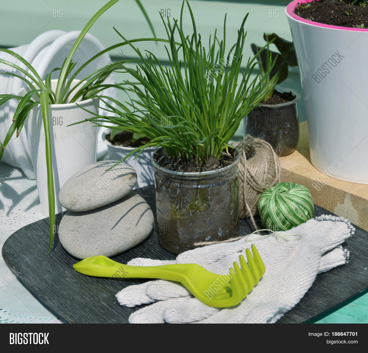Close Onion, Rake Home Image & Photo (Free Trial) | Bigstock
