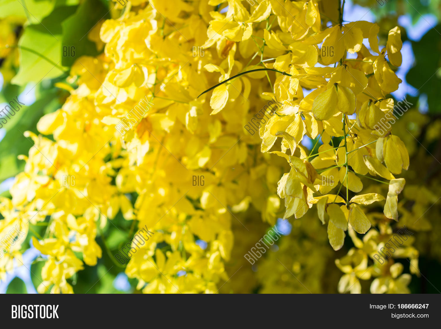 Close- Ratchaphruek Image & Photo (Free Trial) | Bigstock