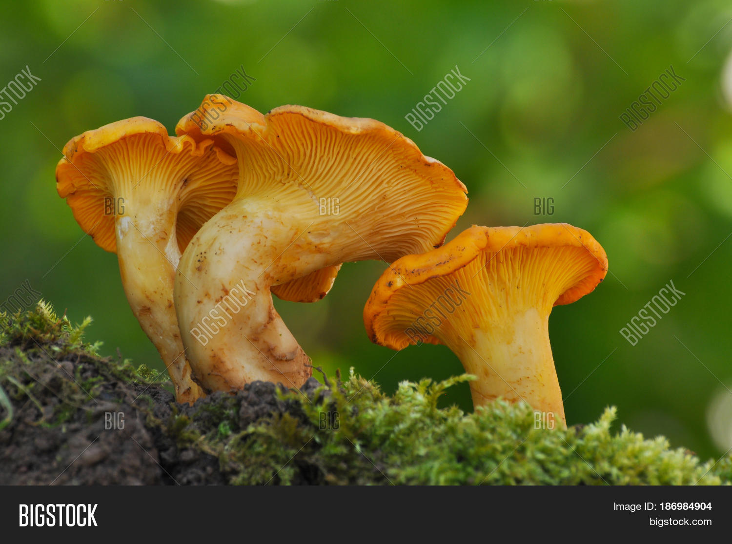 Collecting Chanterelle Image & Photo (Free Trial) Bigstock