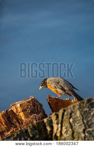 American Robin (Turdus migratorius) walking on a stump in front of a lake