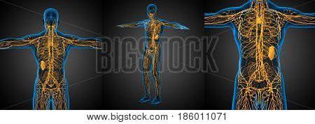 3D Rendering Medical Illustration Of The Lymphatic System
