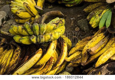 ripe plantains banana with yellow colour on sale in Bogor traditional market photo taken in Bogor Indonesia java
