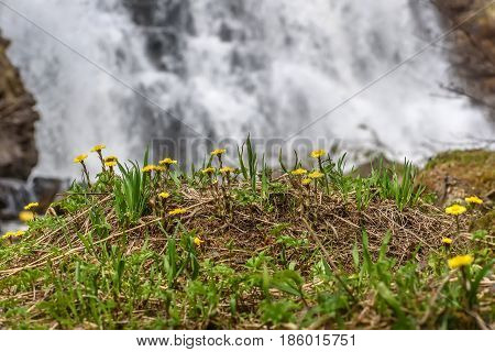 Beautiful natural background with the first spring yellow flowers of the mother-and-stepmother close-up on the background of a falling water of the waterfall