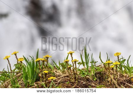 Beautiful natural background with the first spring yellow flowers of the mother-and-stepmother close-up on the background of a falling water of the waterfall