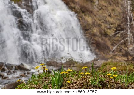 Beautiful natural background with the first spring yellow flowers of the mother-and-stepmother close-up on the background of a falling water of the waterfall