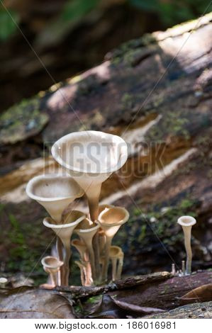 Fungimushroom small much growing on timber in forest
