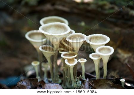 Fungimushroom small much growing on timber in forest