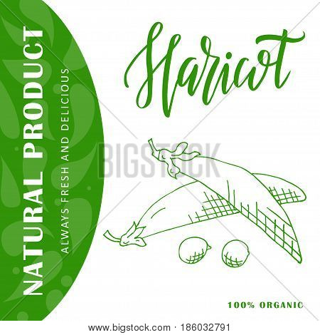Hand drawn vegetarian illustration. Isotaled haricot element. Vector sketch for card or poster