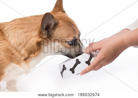 Puppy eating food. Pembroke corgi dog eats food from bowl