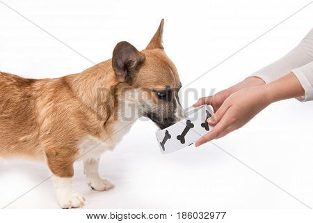Cute dog eating food. Feeding hungry pembroke corgi.
