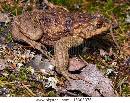 Common or European toad Bufo bufo in early spring close-up portrait on dry leaves selective focus shallow DOF.