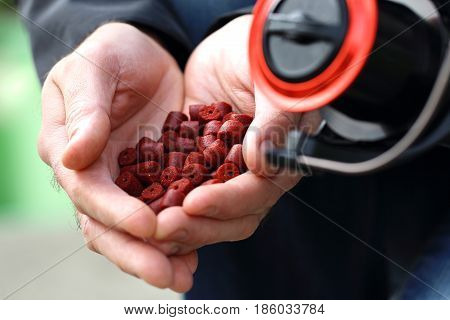 Dry fish bait held in the hands of an angler