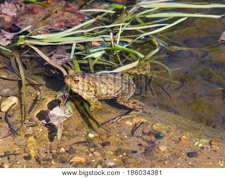 Common or European toad Bufo bufo in early spring close-up portrait in water selective focus shallow DOF.