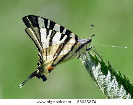 Scarce Swallowtail (Iphiclides podalirius) in natural habitat in spring
