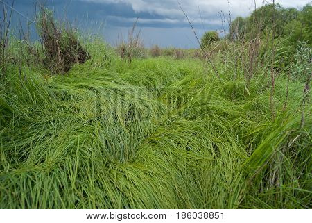 Texture of grass on a cloudy sky background.