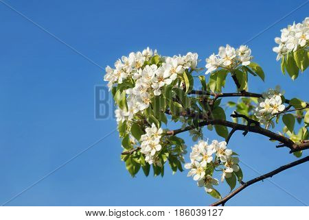 Blooming in May apple tree against a background of clear sky.