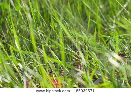 Green spring grass under the sun's rays.