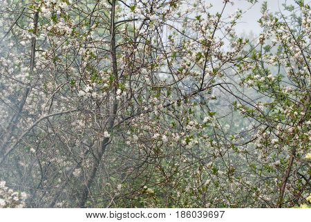 Blooming cherry in the spring in the garden against the background of smoke from the bonfire.