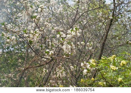 Blooming cherry in the spring in the garden against the background of smoke from the bonfire.